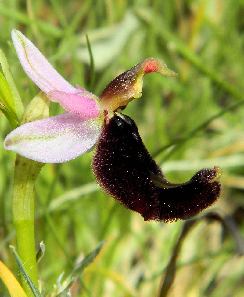 Orchidea di Bertoloni